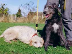Photo for Brian and his friend Mylo are both bedlington/whippets