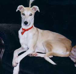 Photo for Fudge is a lovely saluki/greyhound/labrador