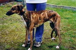 Photo for Hugo, a greyhoujd/saluki was found with the letters MUFC tattoed on his coat with bleach when he was rescued