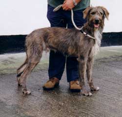 Photo for This is Jake, a wolfhound/greyhound