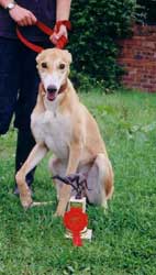 Photo for Beautiful saluki/greyhound Jay with her 1st prize rosette