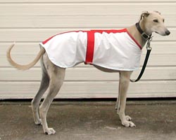 Photo for Lovely Lily showing off her new coat,which also helps her from getting sun stroke